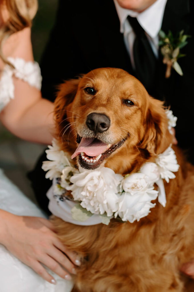 Couples golden retriever with a floral decorated collar
