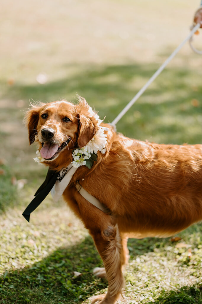Couples golden retriever with a floral decorated collar