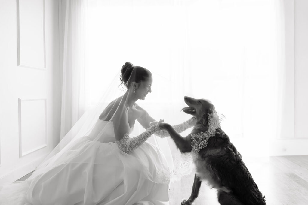 bride posing with their golden retriever